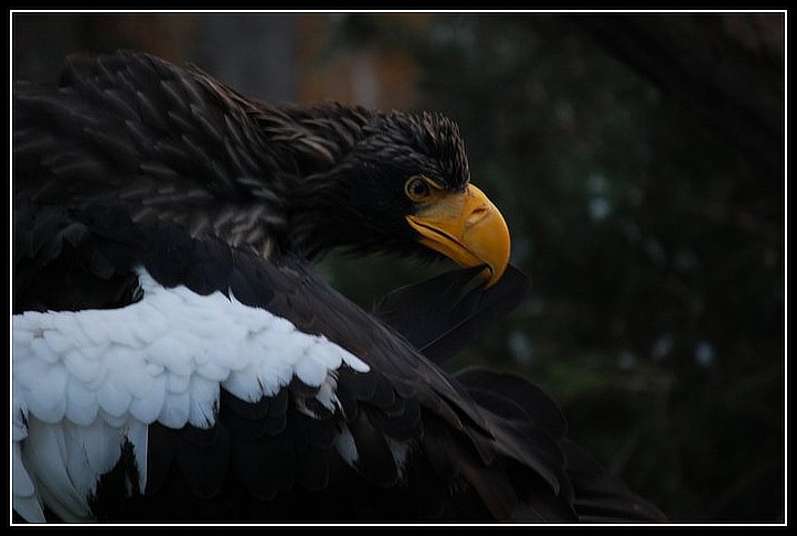 Eagles wisdom