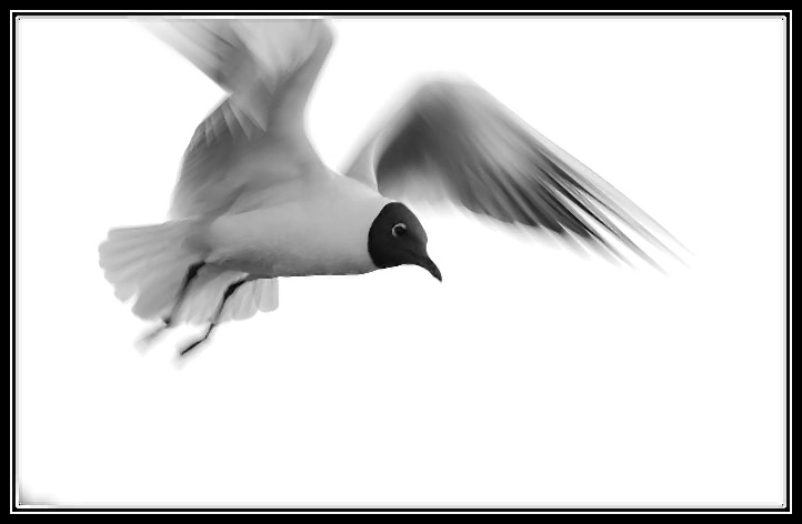 seagull