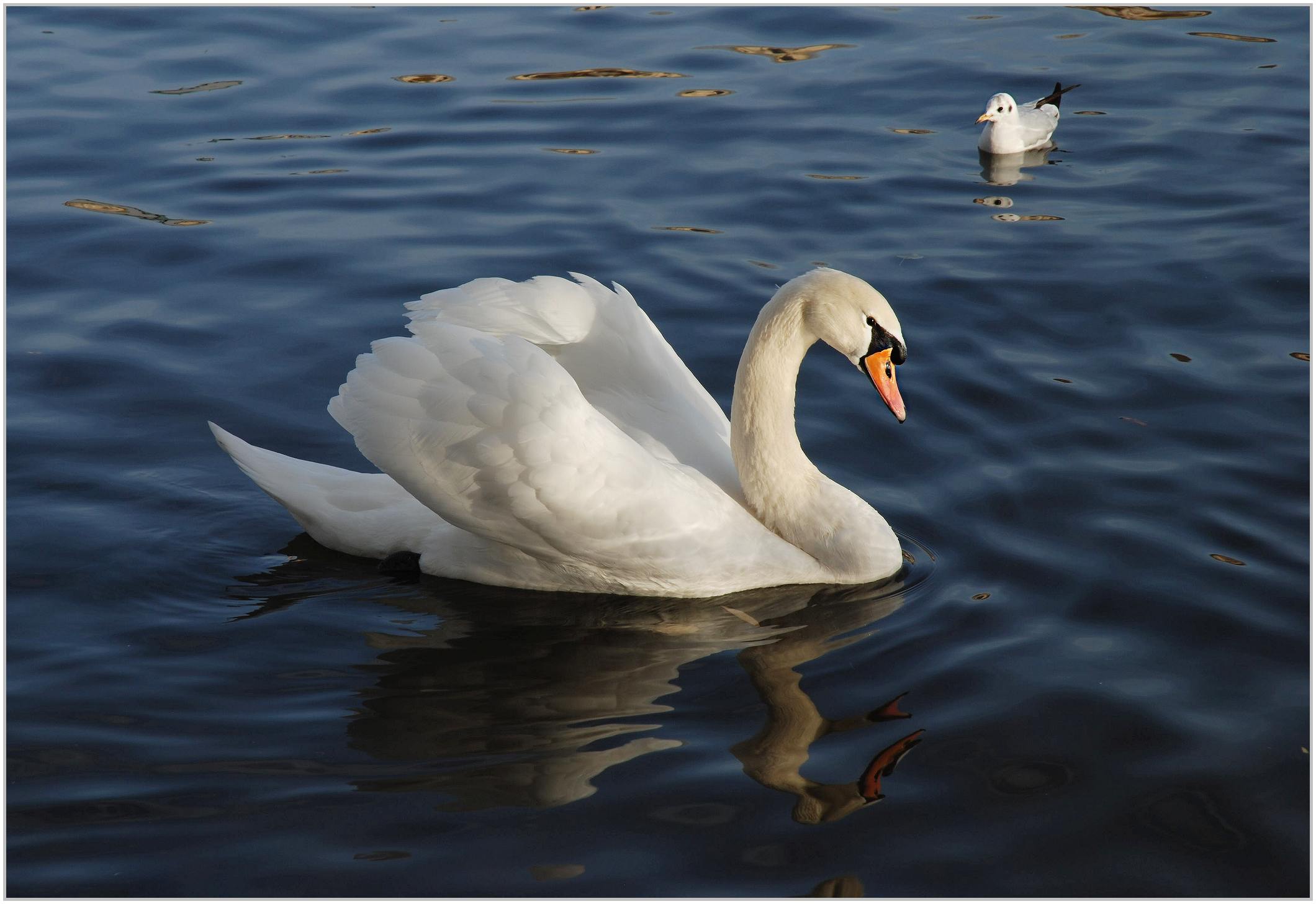 swan2.jpg