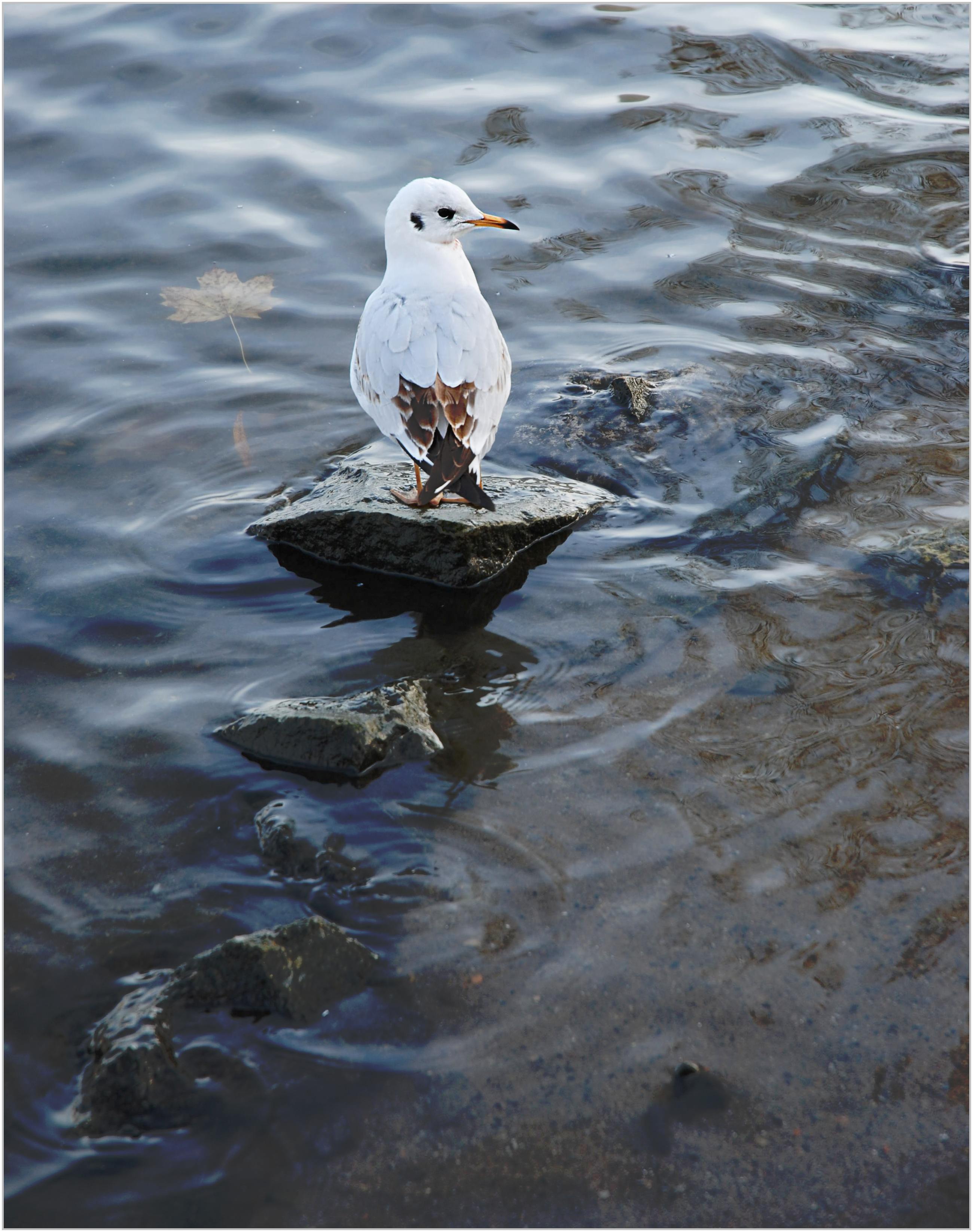 racek-seagull.jpg