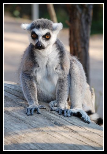 lemur.jpg