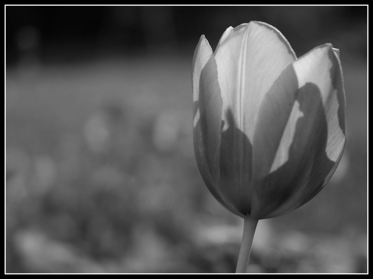 Tulipánová víla