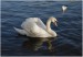 swan2.jpg